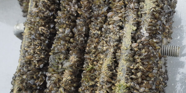 Artificial substrate boards, almost completely obscured with zebra mussels, resting against the side of a boat after being pulled from the water.