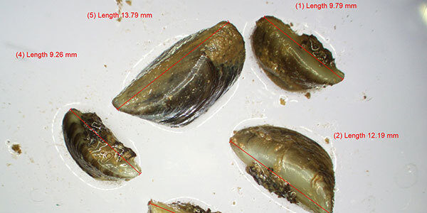 Four zebra mussels, as collected, outlined and superimposed with measurements of 9.79 mm, 12.19 mm, 9.26mm, and 13.79 mm