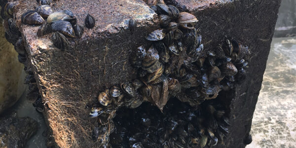 Zebra mussels attached to cinder block