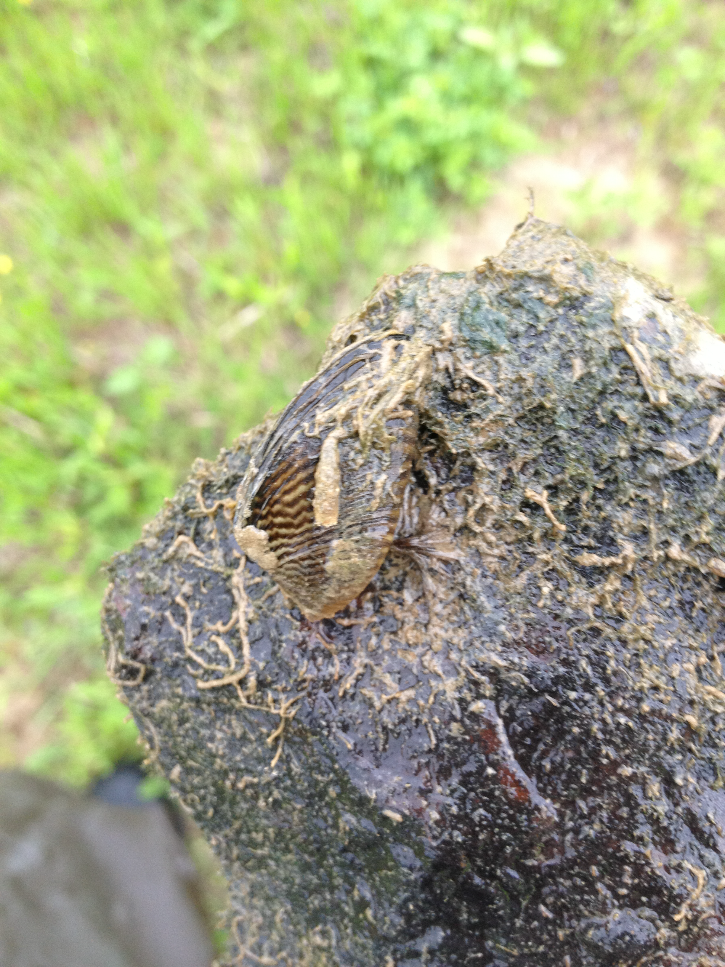 Zebra mussel in the center of the picture, attached to a rock.  Bright green grass in the background