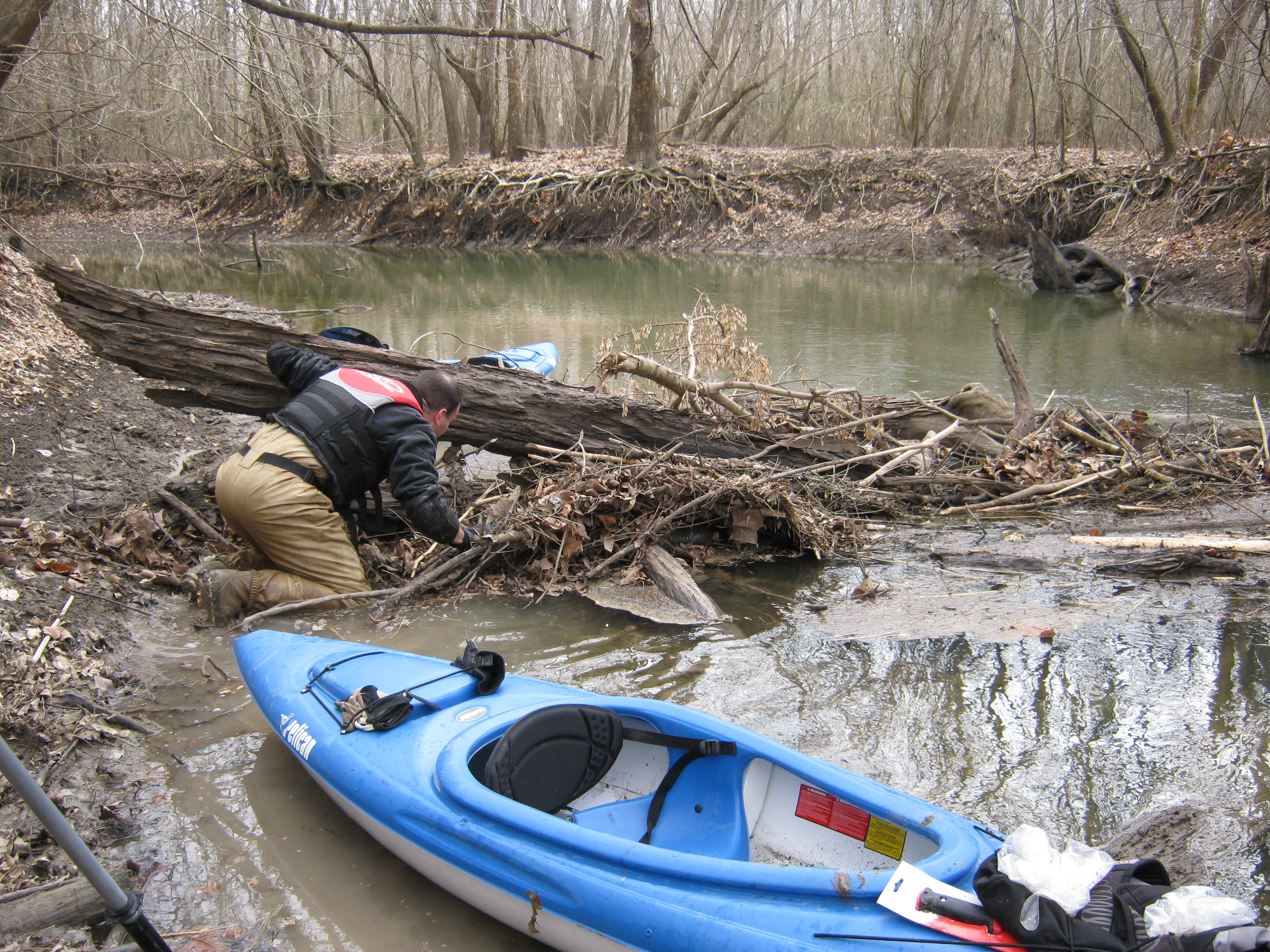 Scientist kneeling in the water at the edge of a creek, closely examining a fallen log