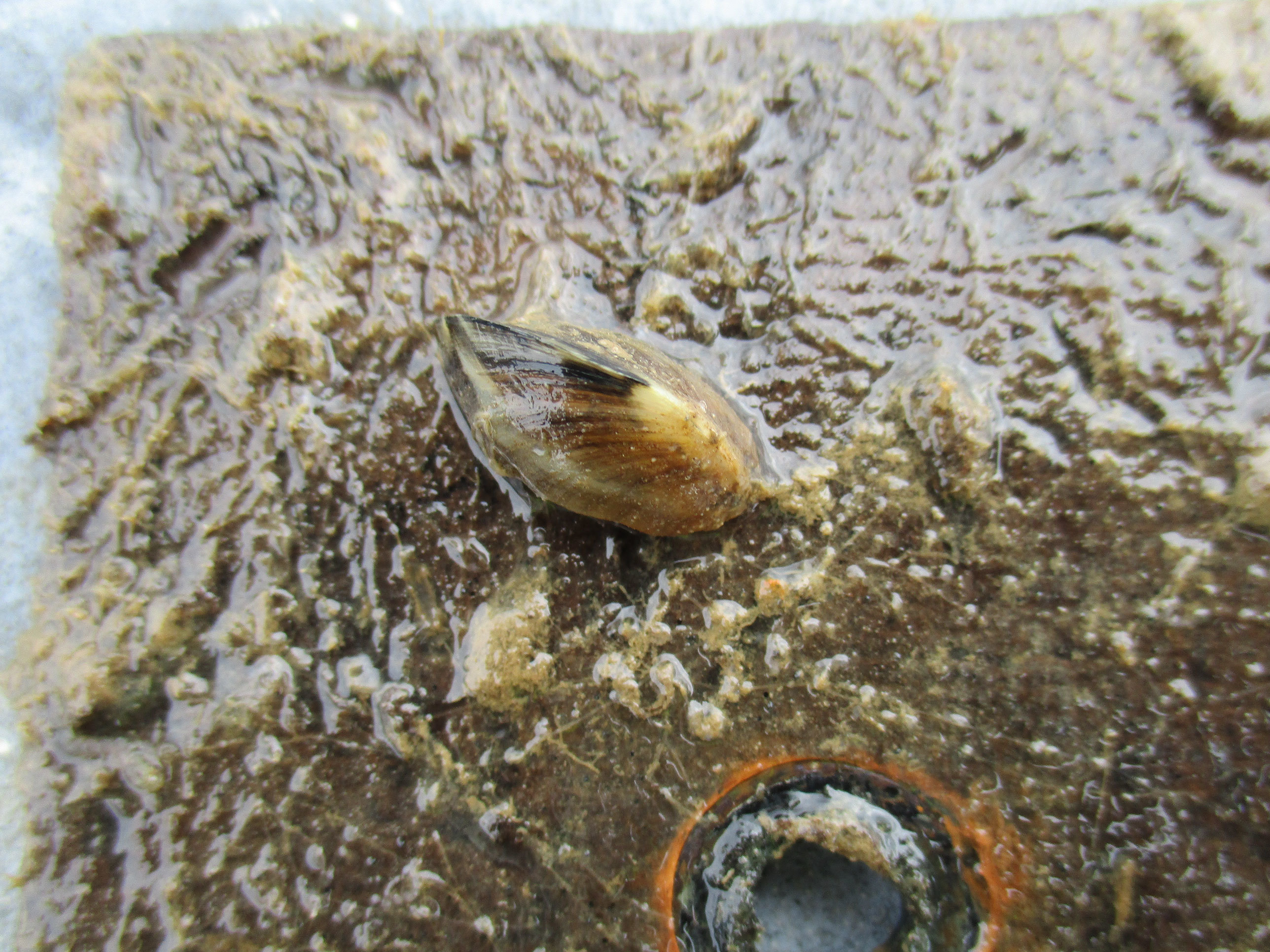 Single adult zebra mussel attached to artificial substrate