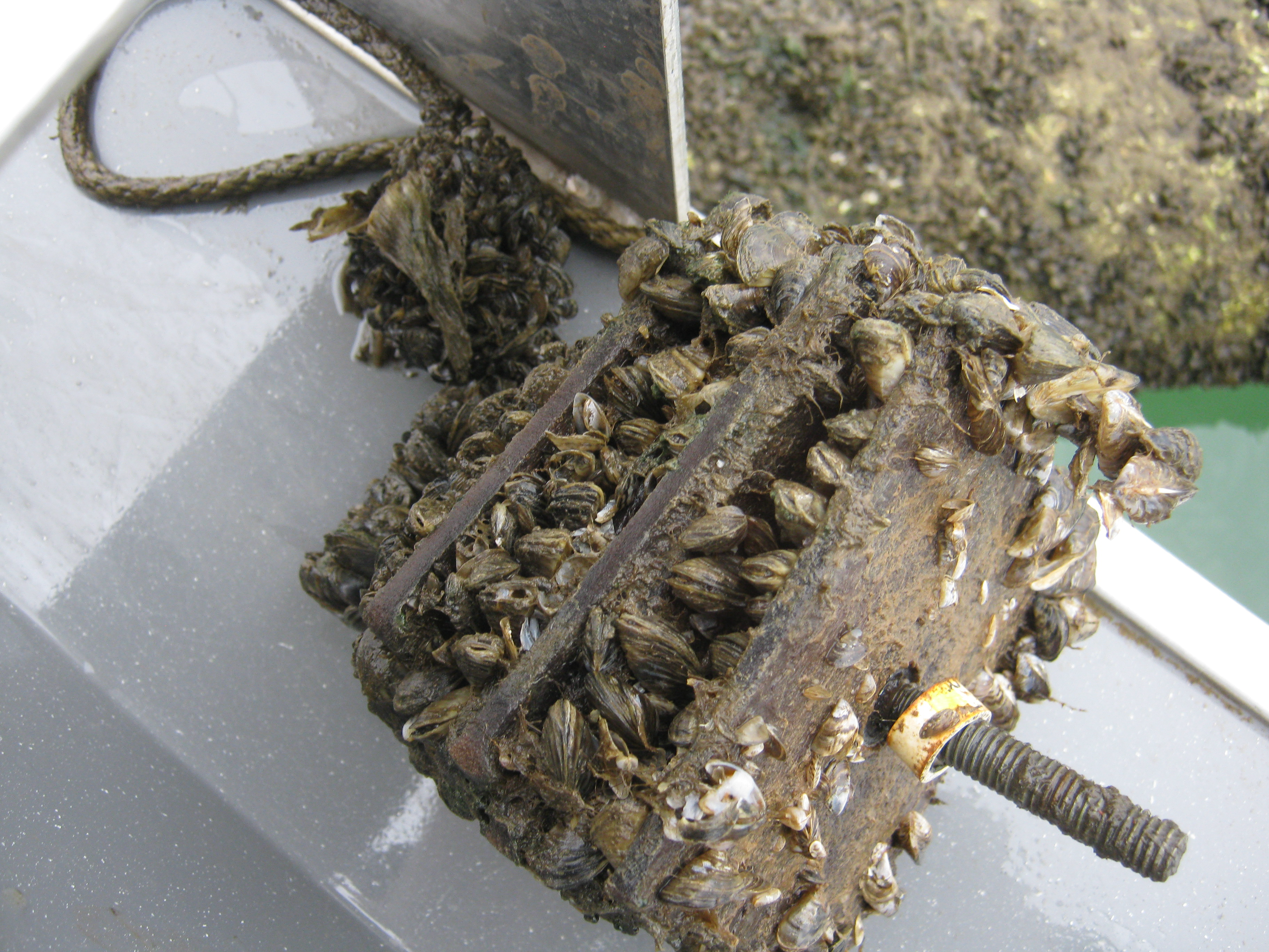 Adult zebra mussels attached to artificial substrate