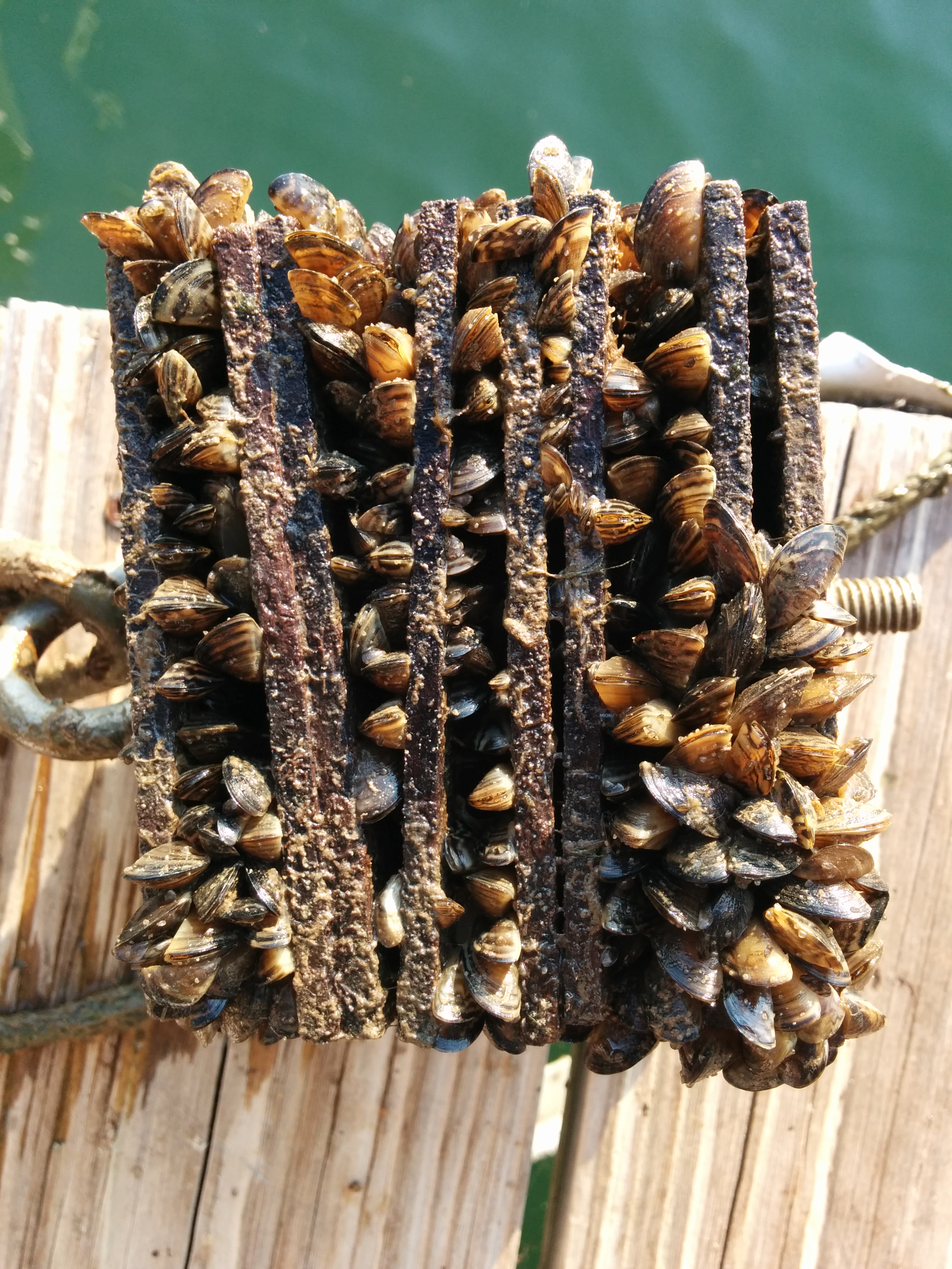 Adult zebra mussels attached to artificial substrate