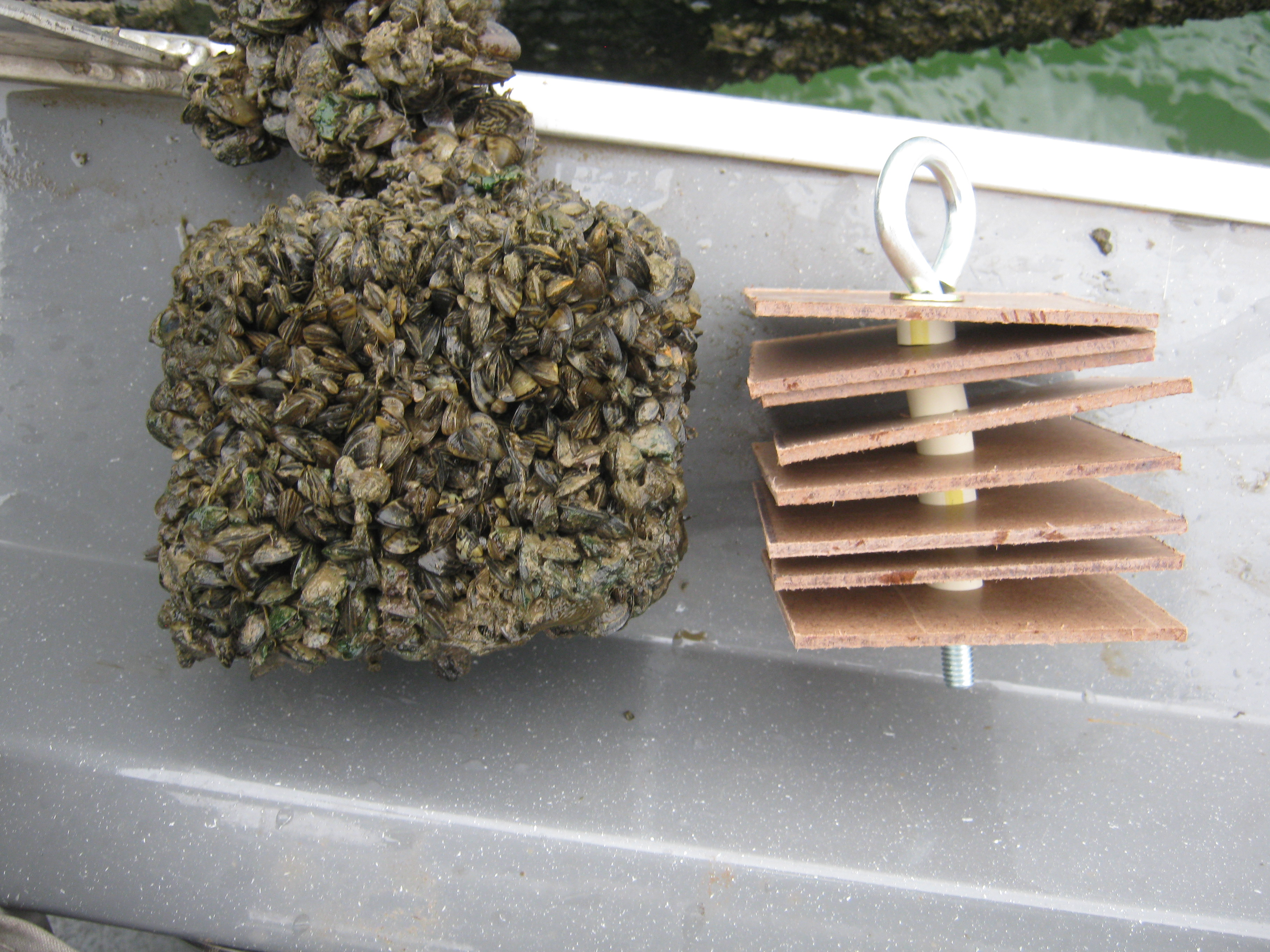Two artificial substrate boards; one clean, the other completely obscured with zebra mussels