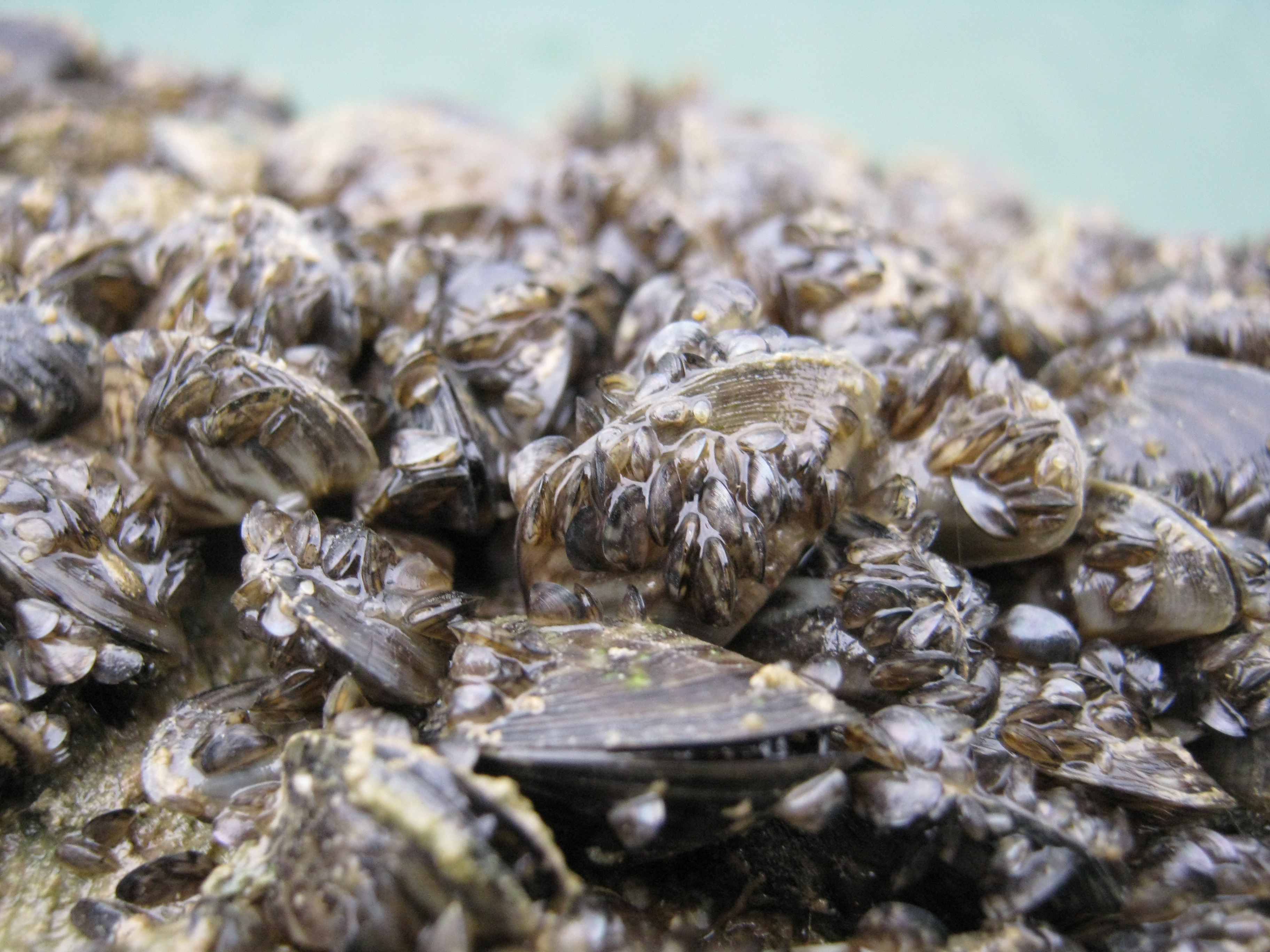 Close up of zebra mussels attached to a buoy and to each other.  The buoy is barely visible.  A thin band of water is visible behind the buoy.