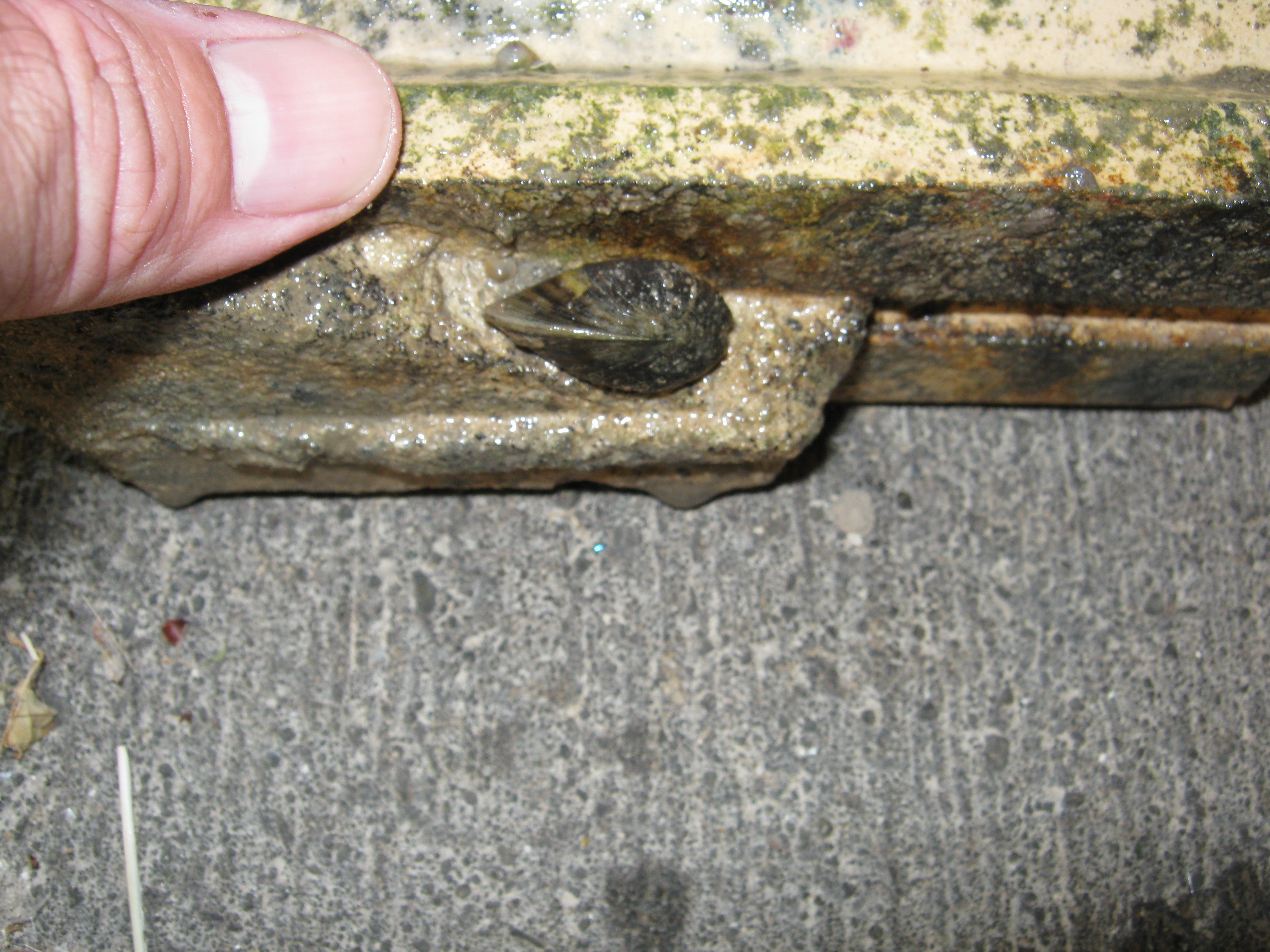 Pointing to a zebra mussel attached to the underside of a bridge