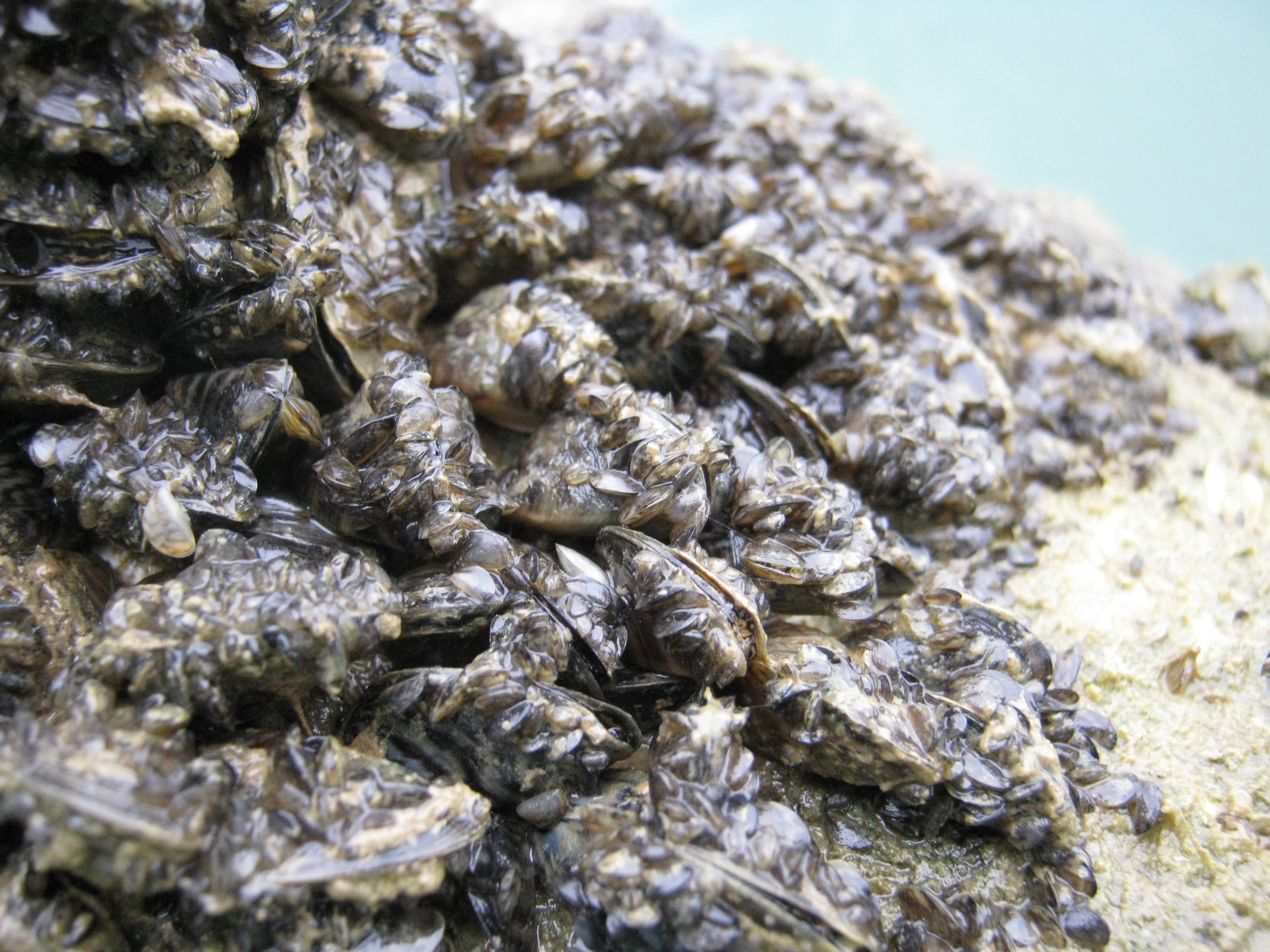 close up of zebra mussels attached to a buoy.