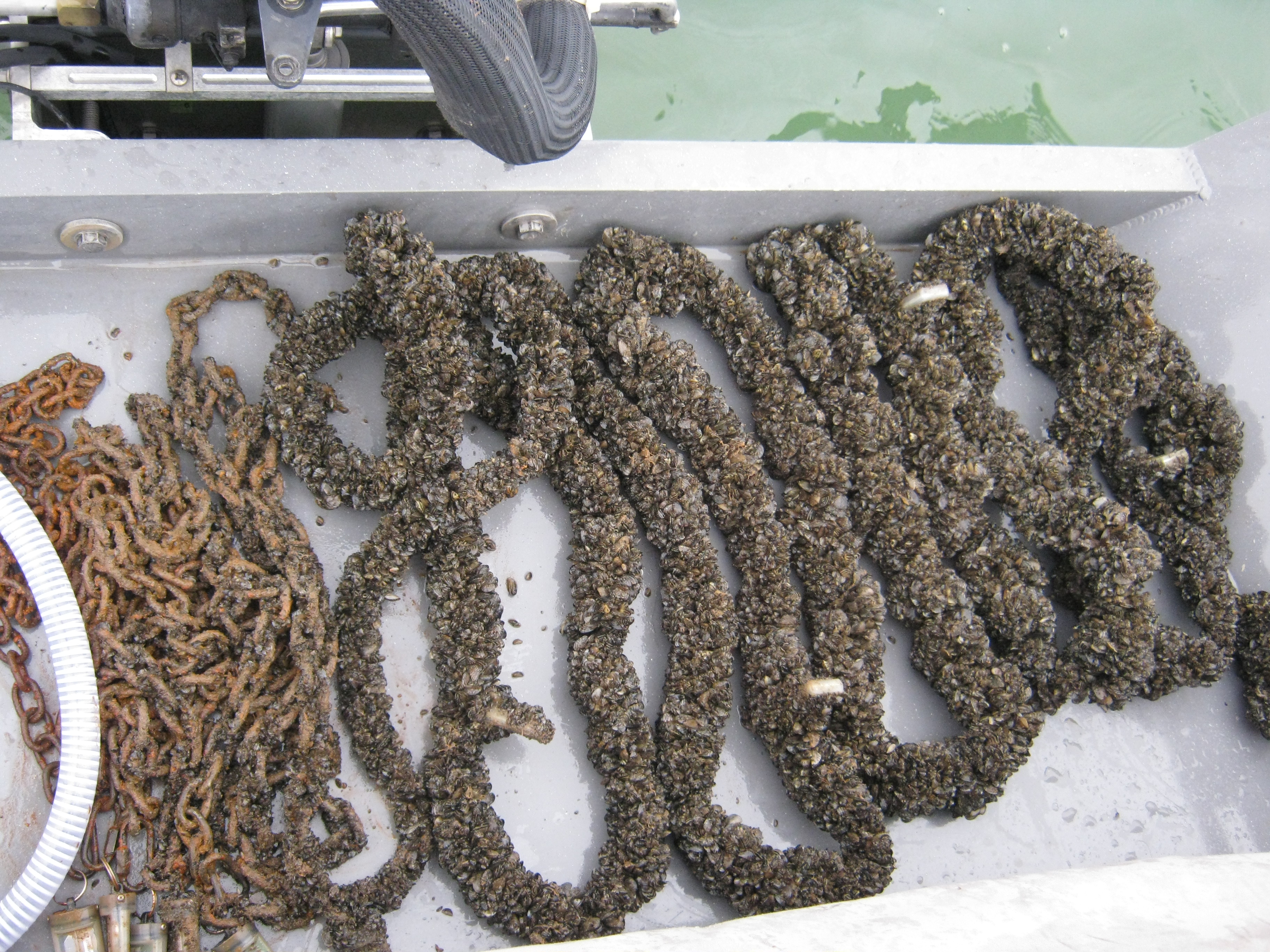 Several feet of heavy chain laid out in a boat trailer.  The section of chain which  had been underwater is fully encrusted with zebra mussels.
